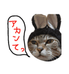 ★ねこむすめ★（個別スタンプ：12）