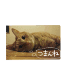 ★ねこむすめ★（個別スタンプ：14）