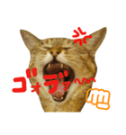 ★ねこむすめ★（個別スタンプ：15）
