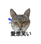 ★ねこむすめ★（個別スタンプ：19）