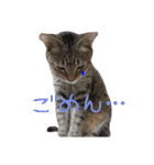★ねこむすめ★（個別スタンプ：22）