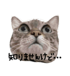 ★ねこむすめ★（個別スタンプ：23）