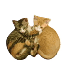 しのねこず。（個別スタンプ：2）