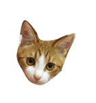 しのねこず。（個別スタンプ：3）