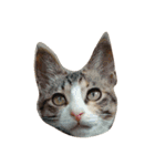 しのねこず。（個別スタンプ：4）