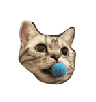 しのねこず。（個別スタンプ：5）
