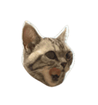 しのねこず。（個別スタンプ：8）