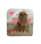 ねこの小梅先生（個別スタンプ：1）