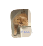 ねこの小梅先生（個別スタンプ：3）