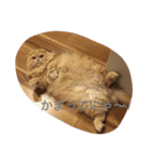 ねこの小梅先生（個別スタンプ：5）
