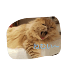 ねこの小梅先生（個別スタンプ：6）