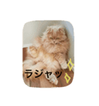 ねこの小梅先生（個別スタンプ：7）