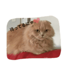 ねこの小梅先生（個別スタンプ：8）