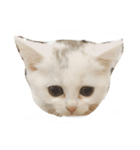 にゃーん（個別スタンプ：1）