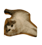 ねこちゃん(=^ェ^=)（個別スタンプ：7）