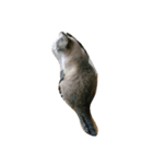 ねこちゃん(=^ェ^=)（個別スタンプ：11）