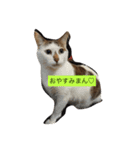 ももちゃんず（個別スタンプ：6）