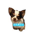ももちゃんず（個別スタンプ：7）