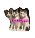 ももちゃんず（個別スタンプ：8）