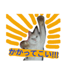 ラファエロ猫さん（個別スタンプ：33）