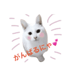 銀＆コウ3（個別スタンプ：5）