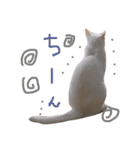 銀＆コウ3（個別スタンプ：8）