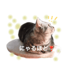 銀＆コウ3（個別スタンプ：10）