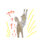 銀＆コウ3（個別スタンプ：13）