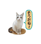 ねこの「だいふくちゃん」（個別スタンプ：25）