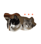 ねこまたず2（個別スタンプ：1）
