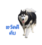 Siberian dog（個別スタンプ：1）