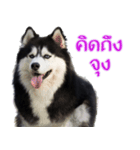 Siberian dog（個別スタンプ：6）