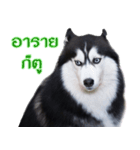 Siberian dog（個別スタンプ：13）