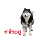 Siberian dog（個別スタンプ：16）