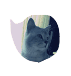 まりも(ねこ)吹き出し（個別スタンプ：6）