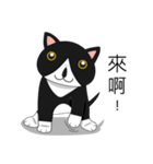 Obba Cat（個別スタンプ：9）