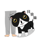 Obba Cat（個別スタンプ：30）