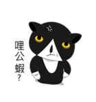 Obba Cat（個別スタンプ：31）