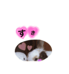 ★実写 うさぎ★ししまる（個別スタンプ：11）