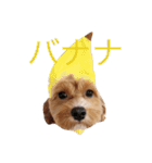 マルプーと一緒（個別スタンプ：1）
