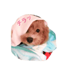 マルプーと一緒（個別スタンプ：2）