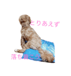 マルプーと一緒（個別スタンプ：6）