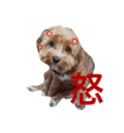 マルプーと一緒（個別スタンプ：14）