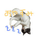 灰白ネコ（個別スタンプ：8）