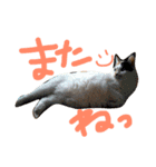 リールーさん#2（個別スタンプ：7）