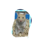 柴ちゃんちのゴールデンハムスター（個別スタンプ：5）