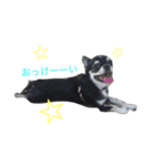 リリィ（個別スタンプ：1）