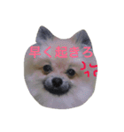 きなぽこぽんぽんぽん（個別スタンプ：1）