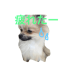 きなぽこぽんぽんぽん（個別スタンプ：2）