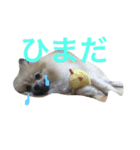 きなぽこぽんぽんぽん（個別スタンプ：5）